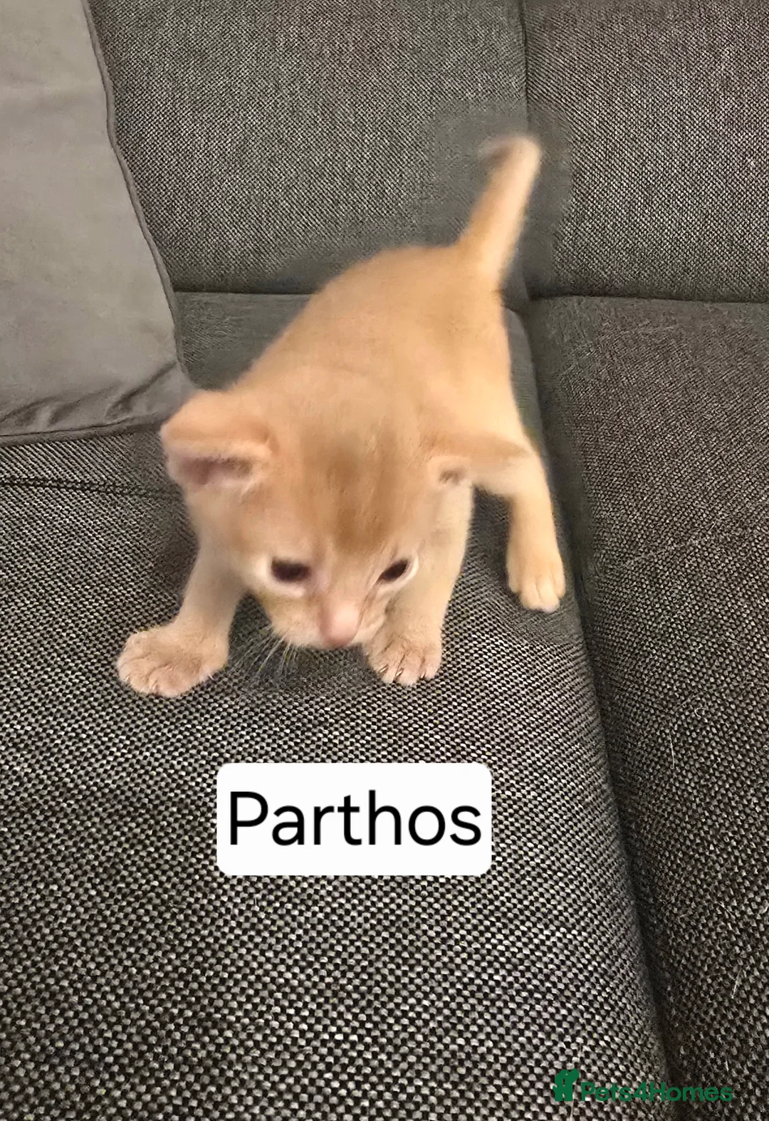 Abyssinian cats for sale: Champions 🏆  line Abyssinian Kitten!😸 - Advert 6