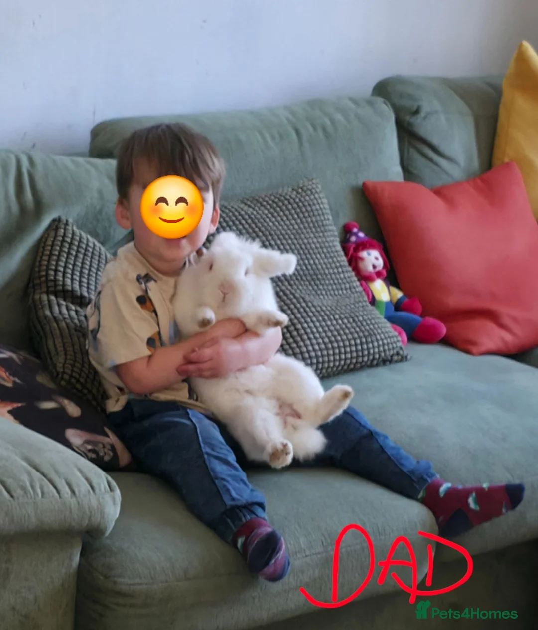 Mixed Breed rabbits for sale: Baby bunnies for sale - 2 left - girl and boy in Chard - Advert 13