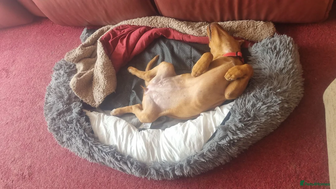 Labrador Retriever dogs for sale: Final Red collar girl puppy  Now ready 🥰 - Advert 2