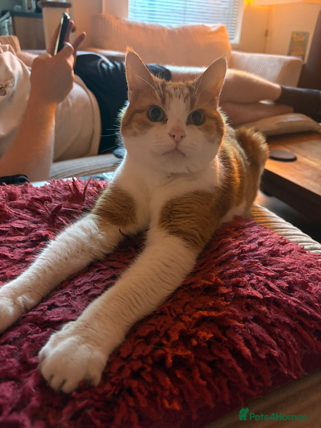 Mixed Breed cats for sale: Neville - Image 2