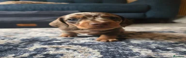 ****RESERVED****Dapple/blue eyed Miniature Dachshund Puppy 