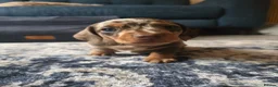 Miniature Dachshund dogs for sale: LAST PUPPY* Rare Isabella Mini Dacshund, blue eyes - Advert 23