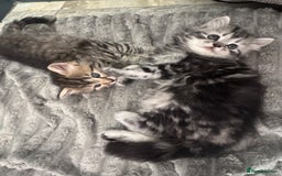 Mixed Breed cats for sale: Maine coon x Persian  - Image 6