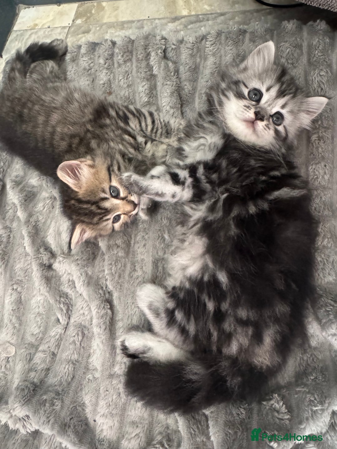 Mixed Breed cats for sale: Maine coon x Persian  - Image 6