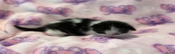 Mixed Breed cats for sale: Frankie’s Kittens Ready 20th August - Advert 20