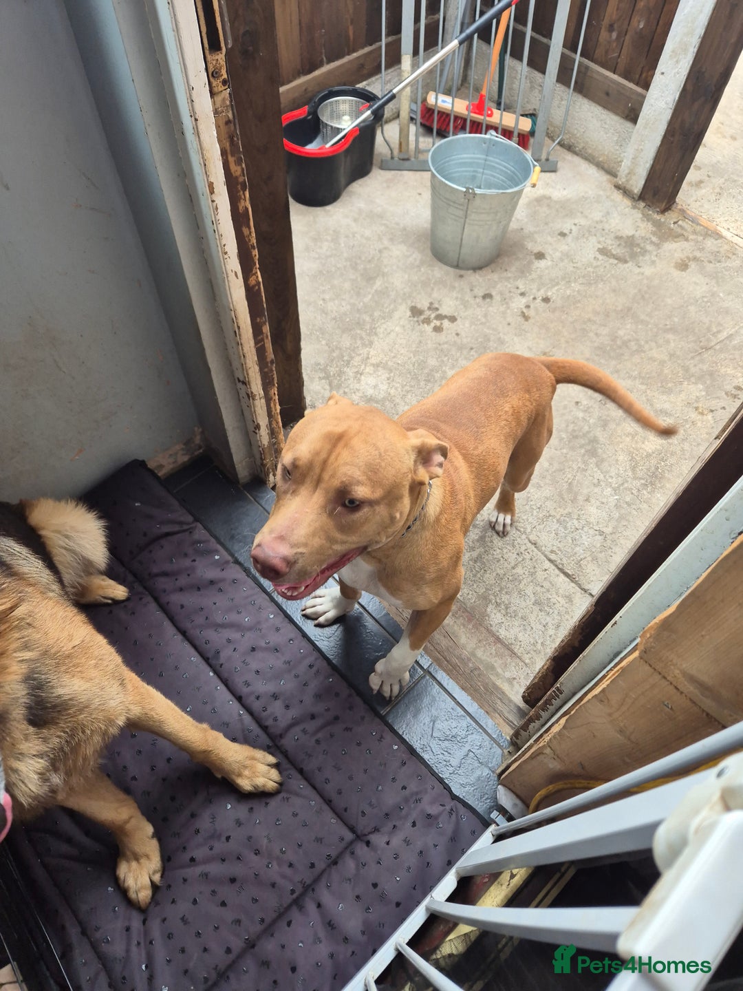 Staffordshire Bull Terrier dogs for sale: Male staff 8months old  - Image 3