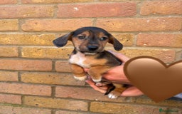 Jack Russell dogs for sale: Jack Russell Puppies - Image 6