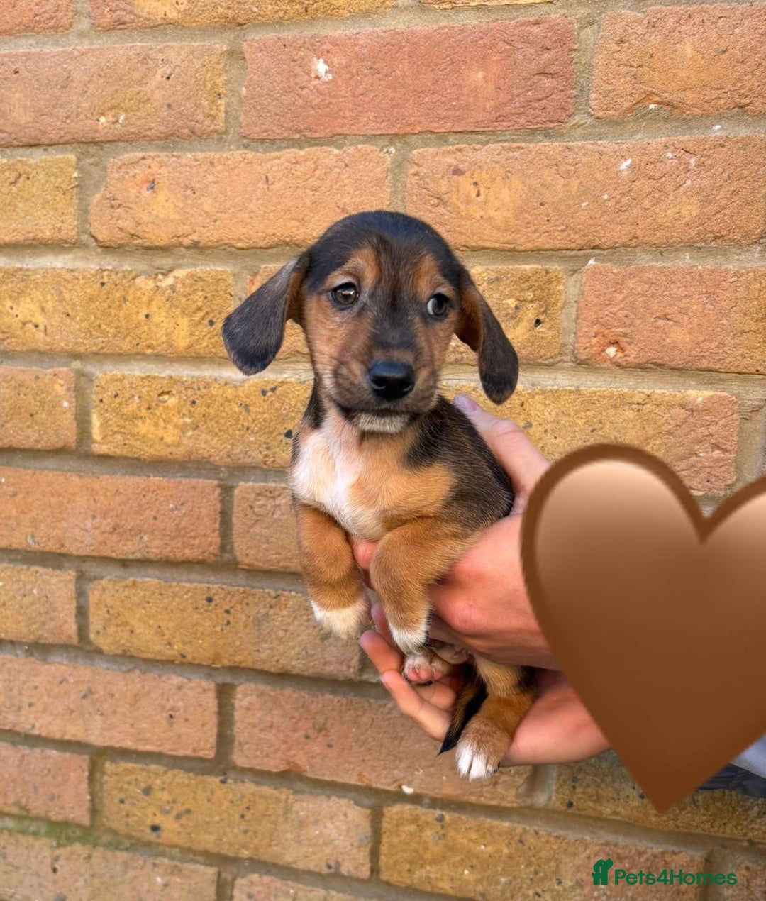 Jack Russell dogs for sale: Jack Russell Puppies - Image 6