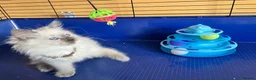 Ragdoll cats for sale: GCCF Ragdoll 🏆Champion Bloodline🌟5-Gen Pedigrees - Advert 14