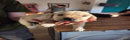 Labrador Retriever dogs for sale: Beautiful labrador puppies  - Advert 4