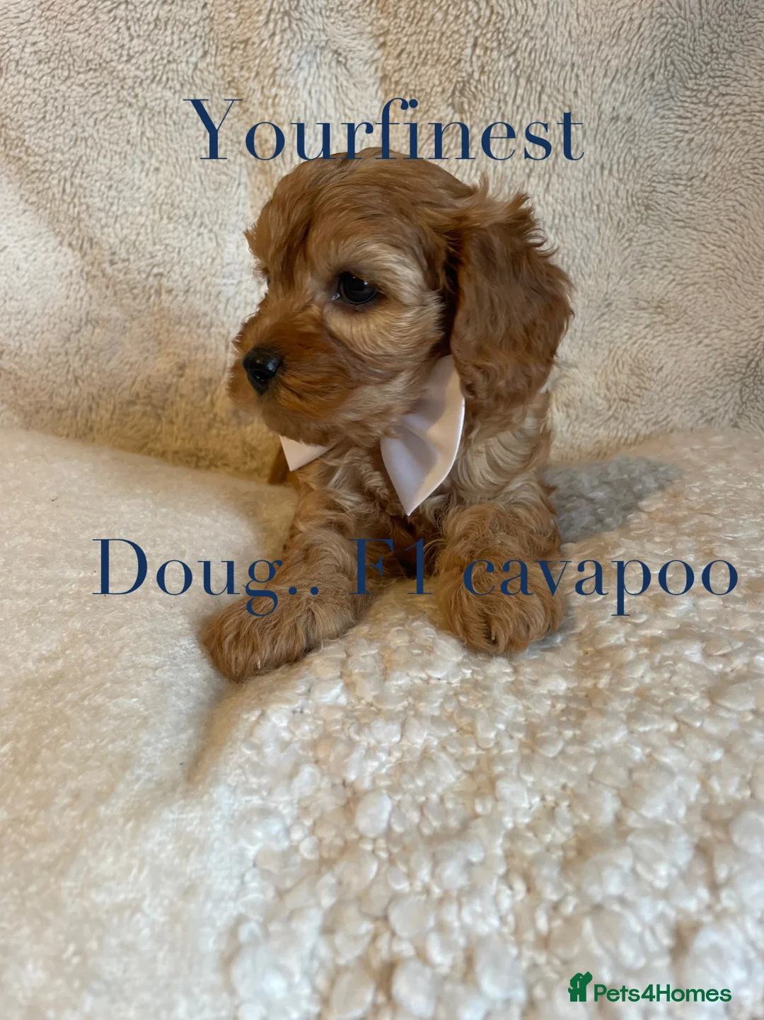 Cavapoo dogs for sale: Perfect F1 Cavapoos ⭐️🩵⭐️🩵⭐️🩵⭐️ in West Malling - Advert 11