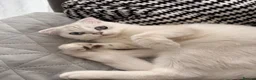 Scottish Fold cats for sale: White Scottish female looking for loving home - Advert 12