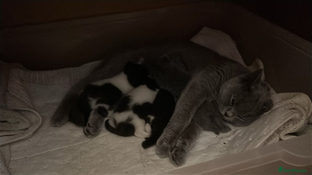 British Shorthair cats for sale: 4 cute kittens  - Image 13