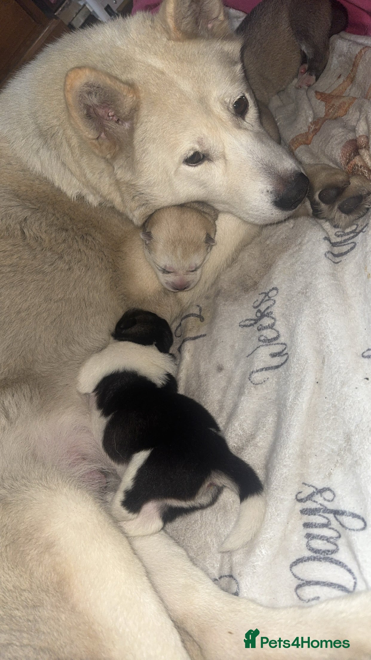 Siberian Husky dogs Siberian husky  - Advert 1