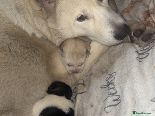 Siberian Husky dogs Siberian husky - Advert 1