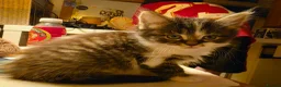 Mixed Breed cats for sale: 1/4 Maine coon kittens in Wolverhampton - Advert 4