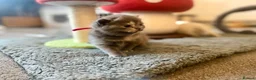 British Shorthair cats for sale: BEAUTIFUL SCOTTISH FOLD × BRITISH SHORTHAIR GIRLS - Advert 5