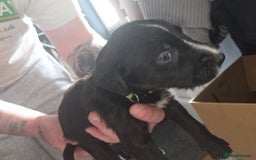 Mixed Breed dogs for sale: Labrador/irish wolf hound  - Image 15
