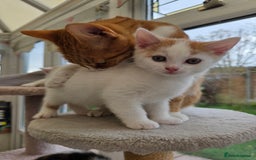 Mixed Breed cats for sale: Adorable Kittens Ready for Their Forever Homes!  - Image 4