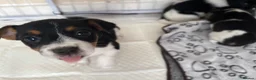 Jack Russell dogs for sale: 8 tradational Jack Russell puppys  - Advert 6