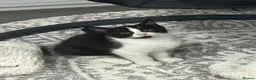 Mixed Breed cats for sale: Black & White Female & Black Male Kittens – Loving - Advert 9