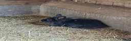 Mixed Breed rabbits for sale: Rabbits - Advert 15