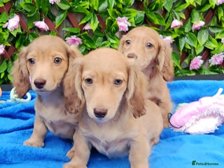 Dachshund dogs SHADED LH CREAM KC REG PRA CLR QUALITY MINIS - Advert 9