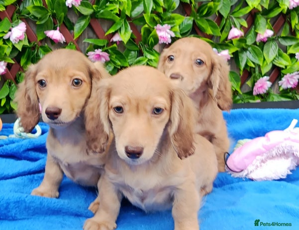 Dachshund dogs - Advert 10