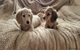 Dachshund dogs for sale: Miniature dachshunds - Image 1