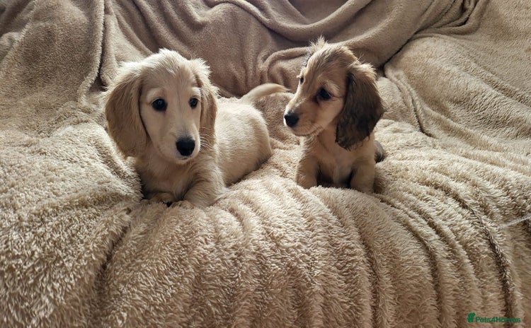 Dachshund dogs - Advert 15
