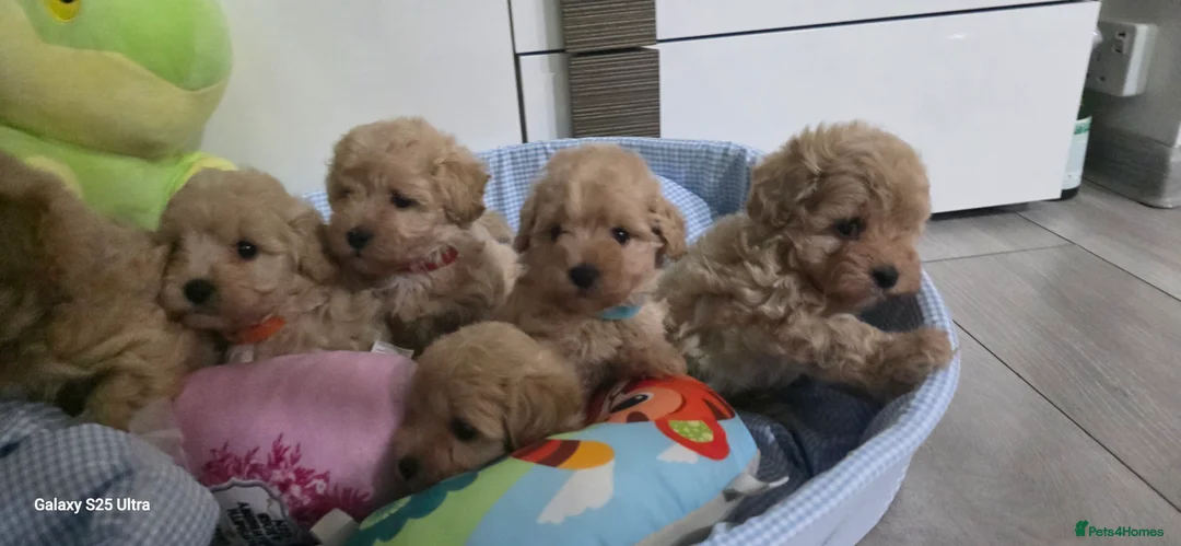 Maltipoo dogs for sale: Maltipoo F1 Toy - Advert 7