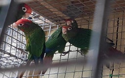 Conures birds for sale: Rose Crowned Conure Pyrrhura Rhodocephala  - Image 8