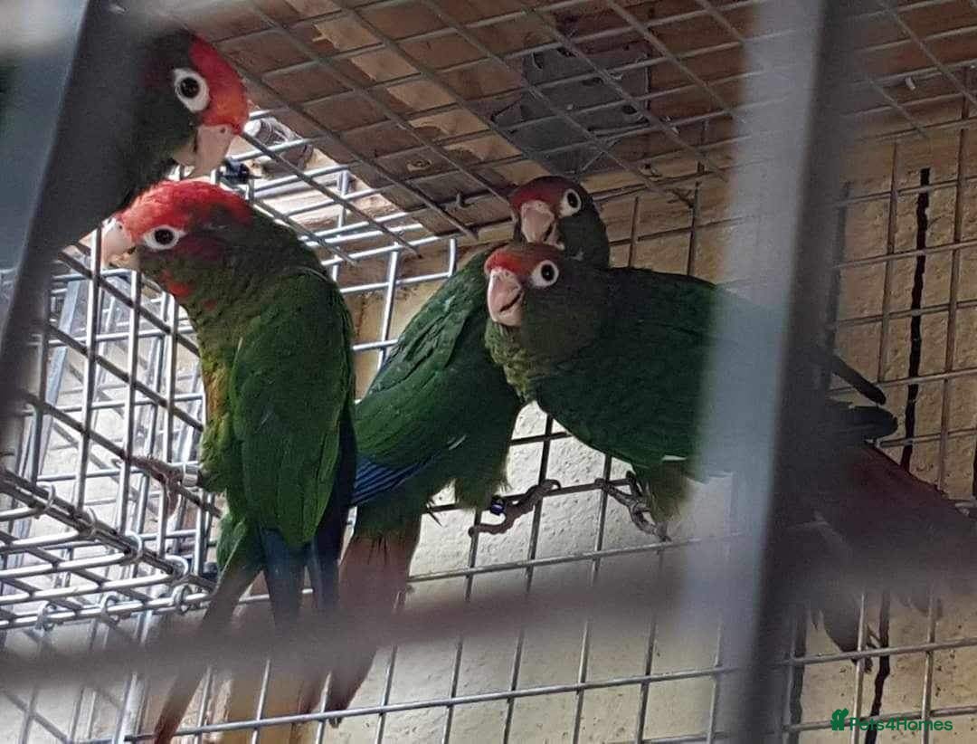 Conures birds for sale: Rose Crowned Conure Pyrrhura Rhodocephala  - Image 8
