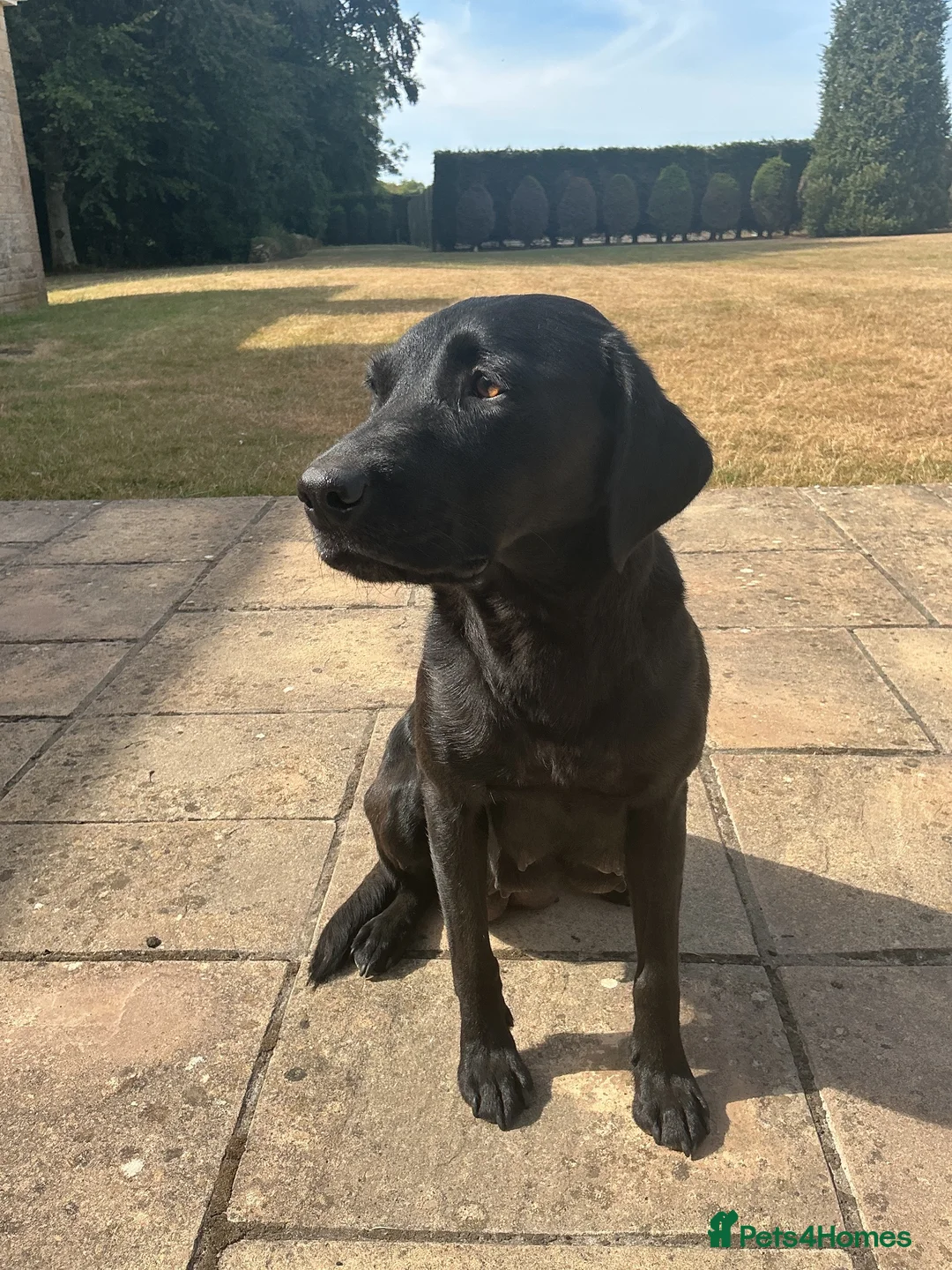 Labrador Retriever dogs for sale: KC registered Labrador puppies - Advert 2