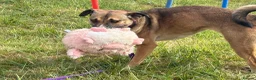 Mixed Breed dogs for adoption: Lizzie - Norwich Norfolk  - Advert 22