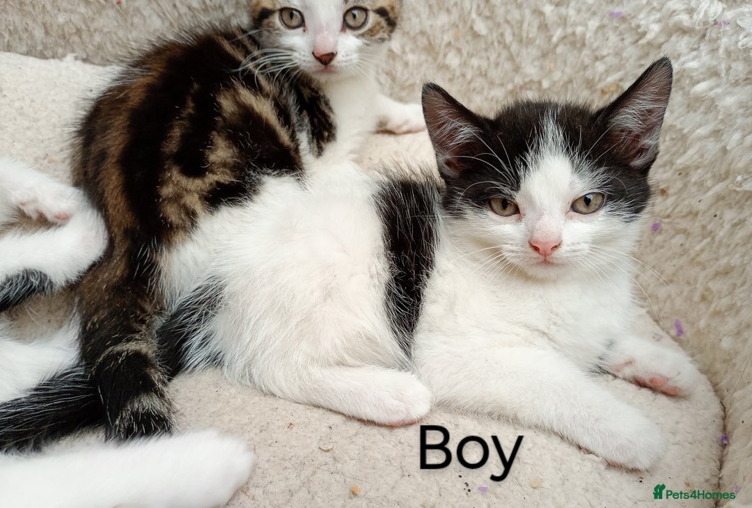 Mixed Breed cats for sale: Lovely playful kittens  - Image 5