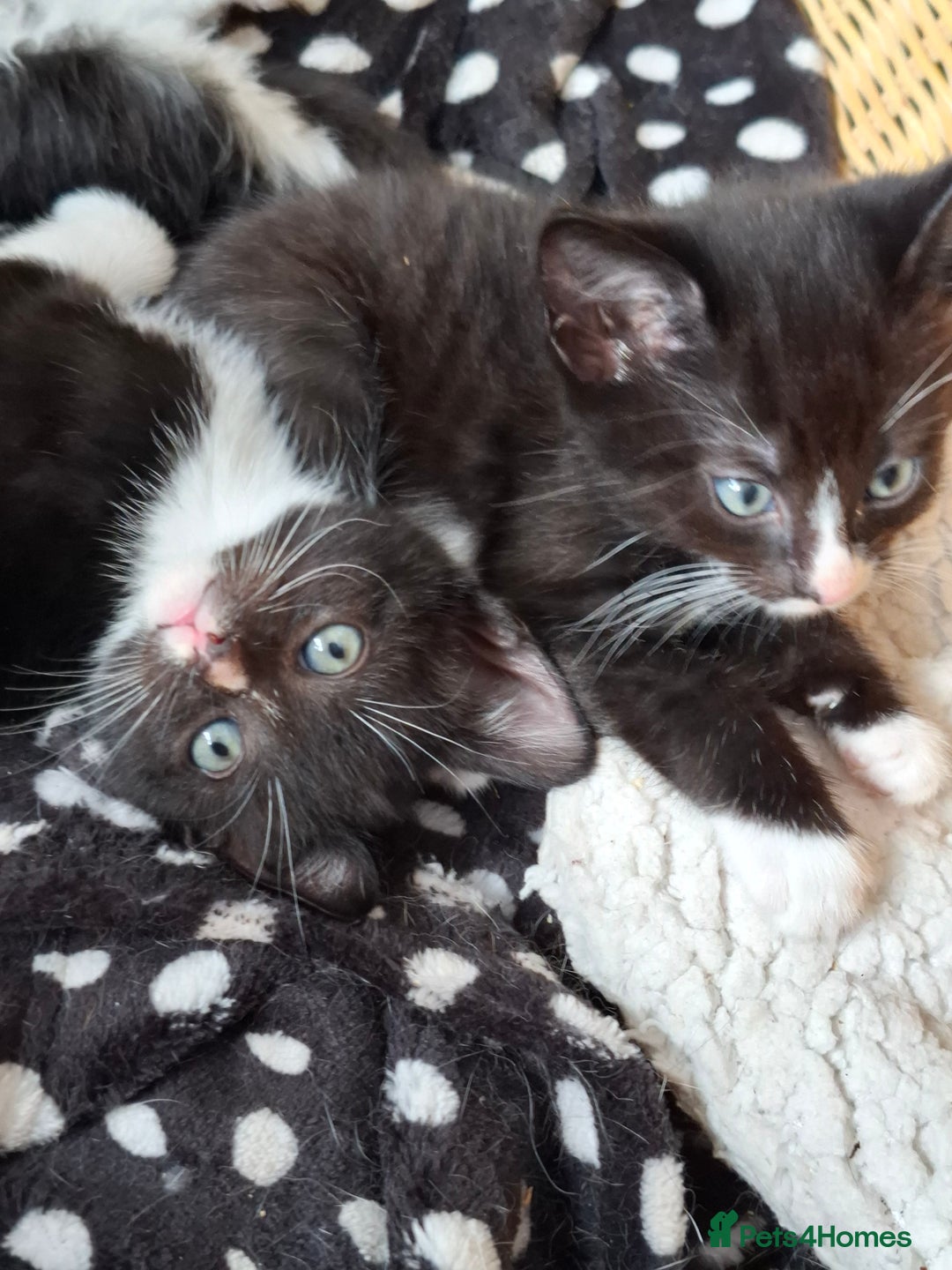 Domestic Shorthair cats for sale: 3 beautiful male kittens - Image 2