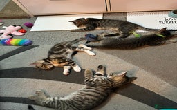 Domestic Shorthair cats for sale: Kittens - Image 15