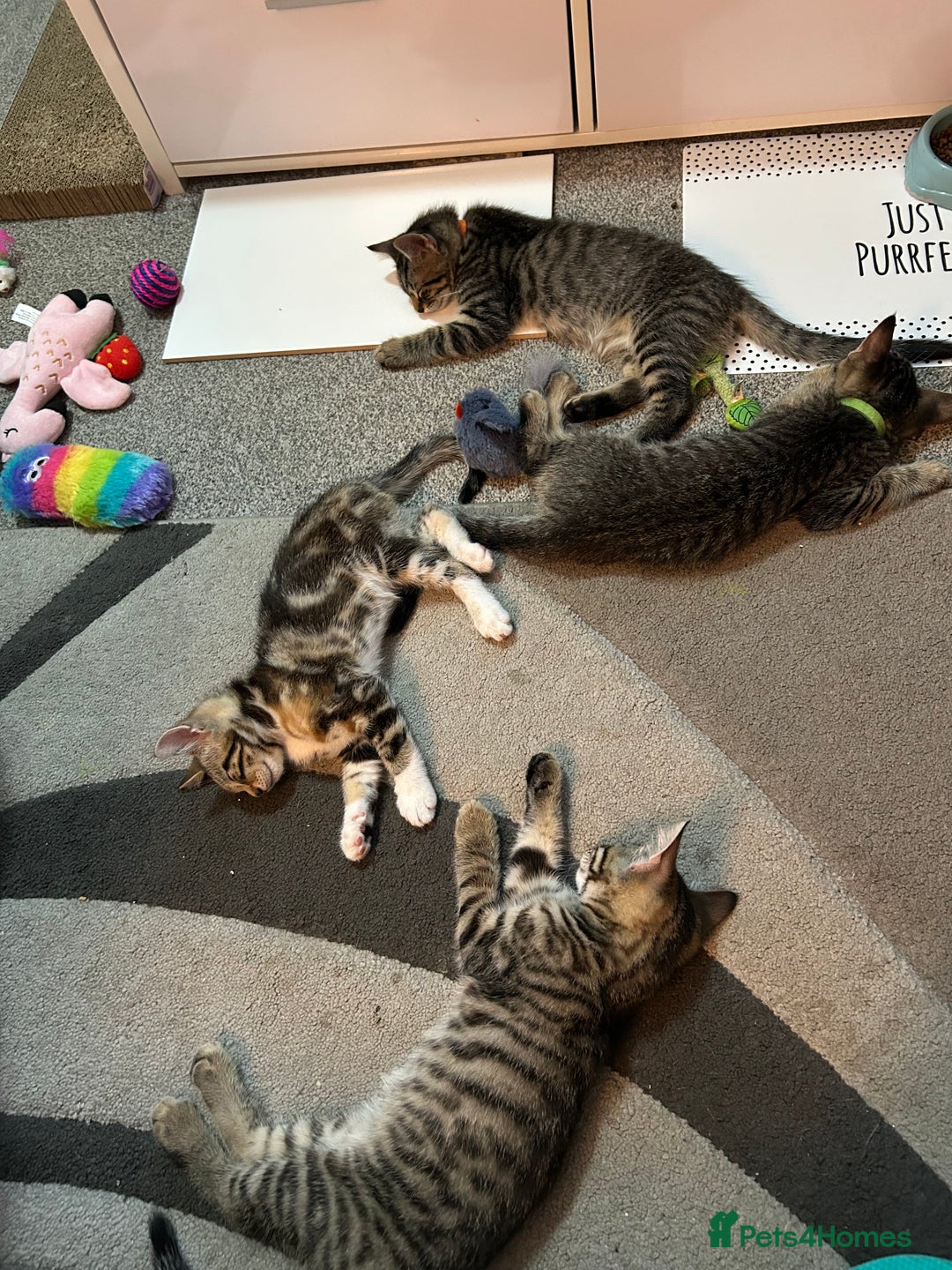 Domestic Shorthair cats for sale: Kittens - Image 15