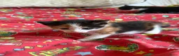 Mixed Breed cats for sale: 4 healthy kittens ready in the next upcoming weeks - Advert 10