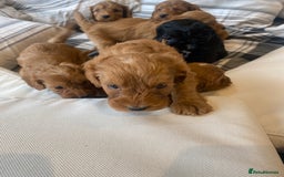 Mixed Breed dogs for sale: F1B Cockapoo puppies - Image 3