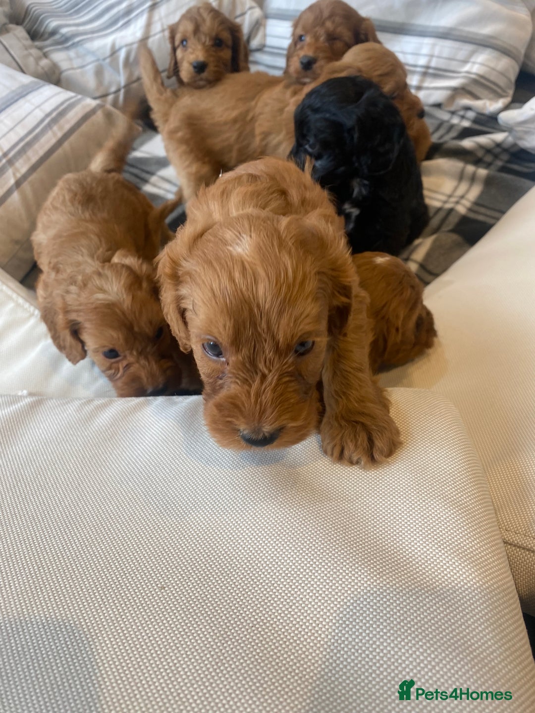 Mixed Breed dogs for sale: F1B Cockapoo puppies - Image 3