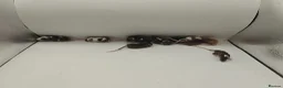 Mouse rodents for sale: 🐁August Mice Are Here!🐁 - Advert 2