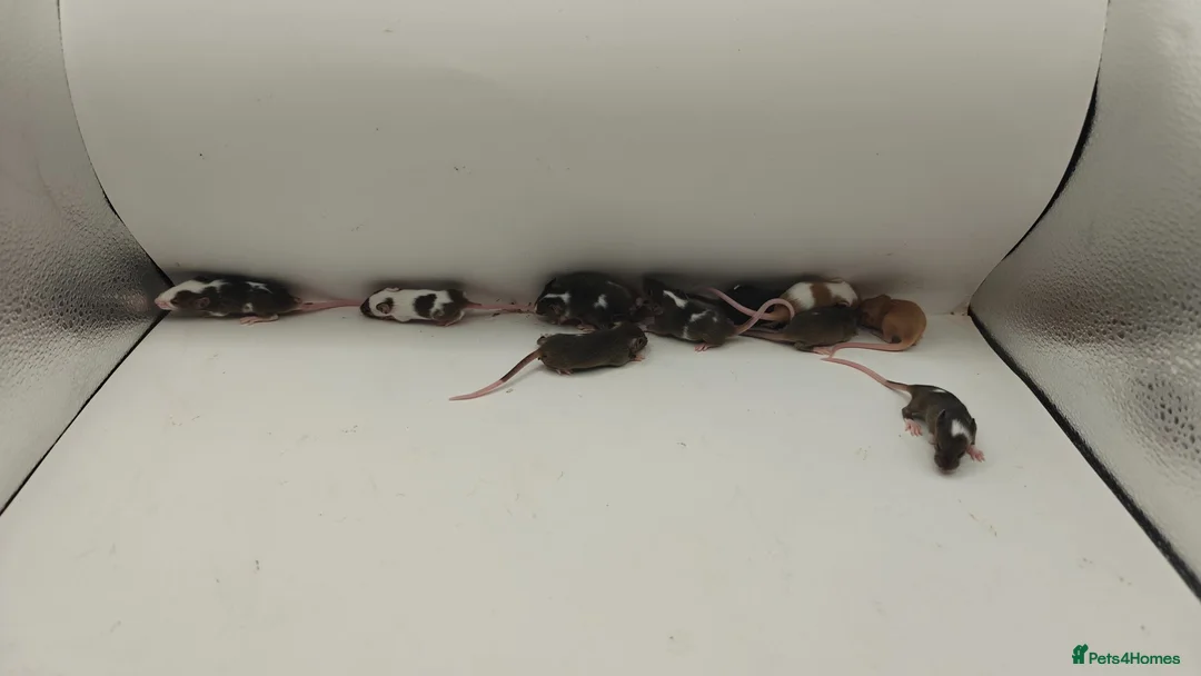Mouse rodents for sale: 🐁August Mice Are Here!🐁 - Advert 2