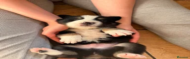 Border Collie 1