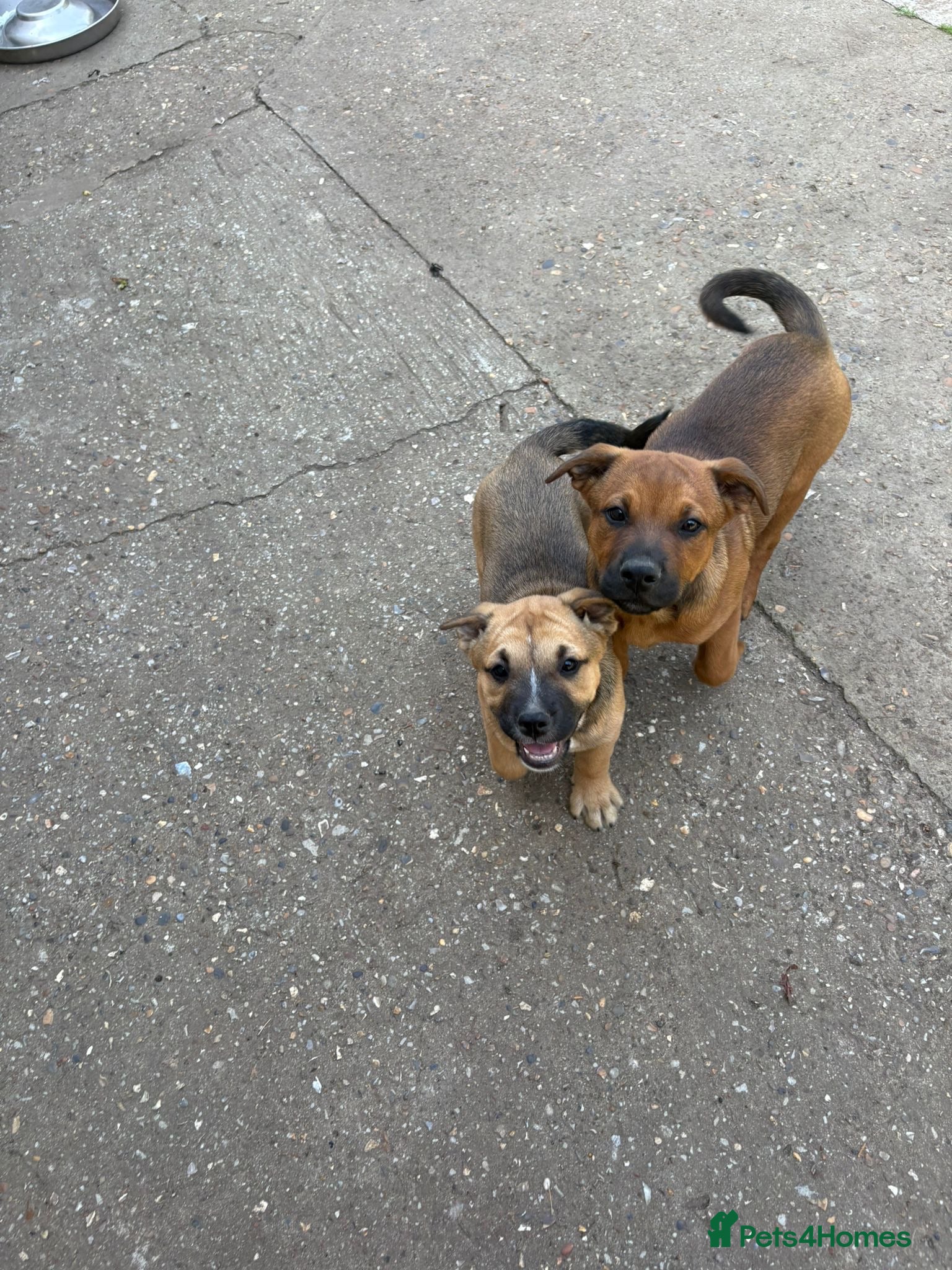 Mixed Breed dogs German shepherd x Staff litter - super friendly - Advert 2