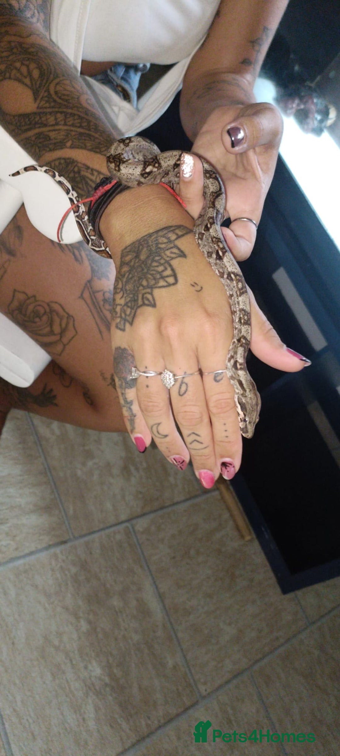 Boa Snake reptiles for sale: Female baby boa constrictor  - Image 5