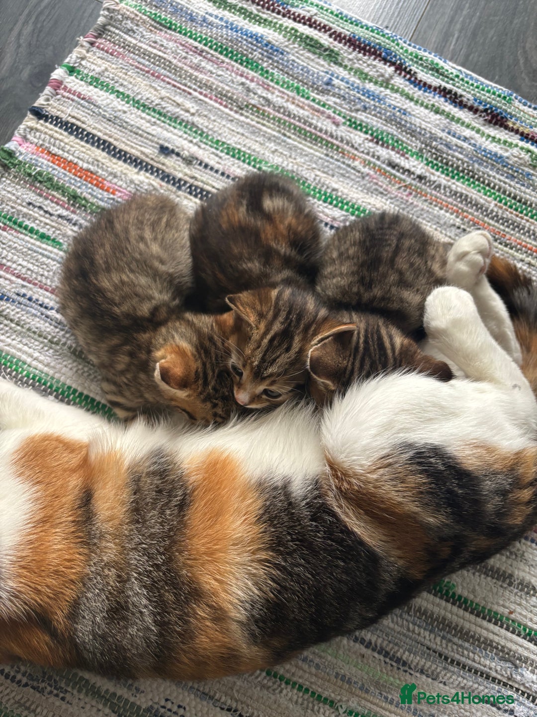 British Shorthair cats for sale: Beautiful playful kittens  - Image 2