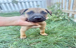 Belgian Shepherd Dog dogs for sale: Dutch Herder x Alano Espanol Pupies - Image 8