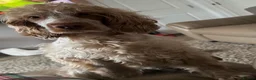 Cocker Spaniel dogs for sale: WAITING LIST OPEN🐶 stunning show cocker spaniels - Advert 5